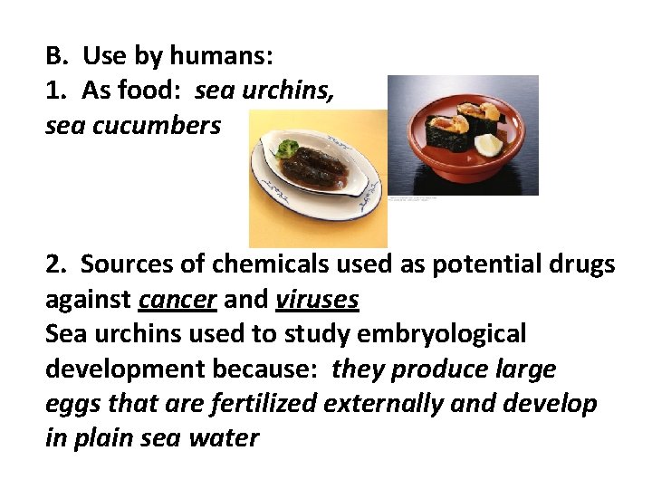 B. Use by humans: 1. As food: sea urchins, sea cucumbers 2. Sources of