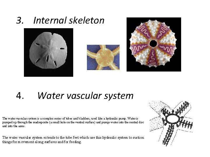 3. Internal skeleton 4. Water vascular system The water vascular system is a complex