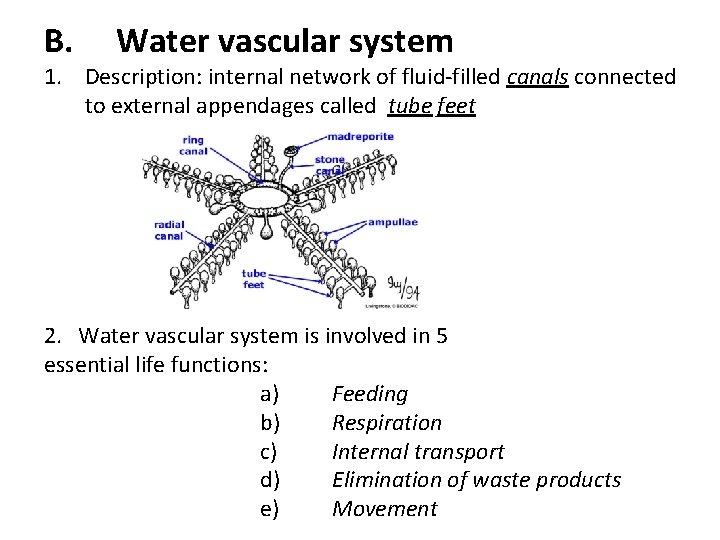 B. Water vascular system 1. Description: internal network of fluid-filled canals connected to external