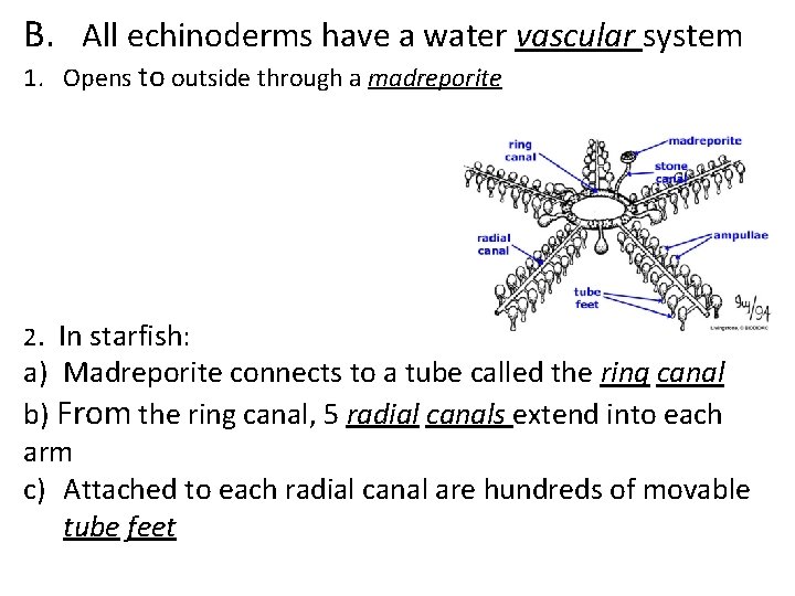 B. All echinoderms have a water vascular system 1. Opens to outside through a