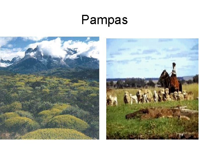 Pampas 