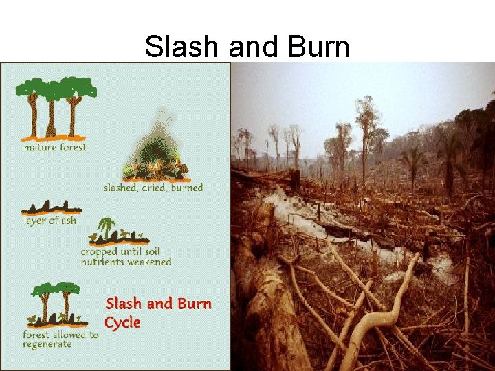 Slash and Burn 