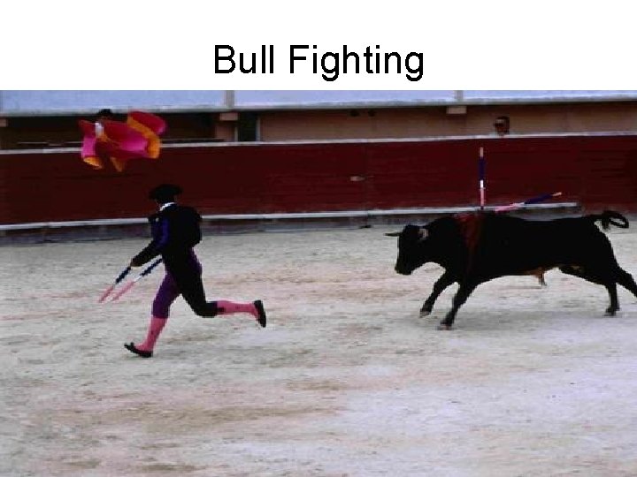 Bull Fighting 