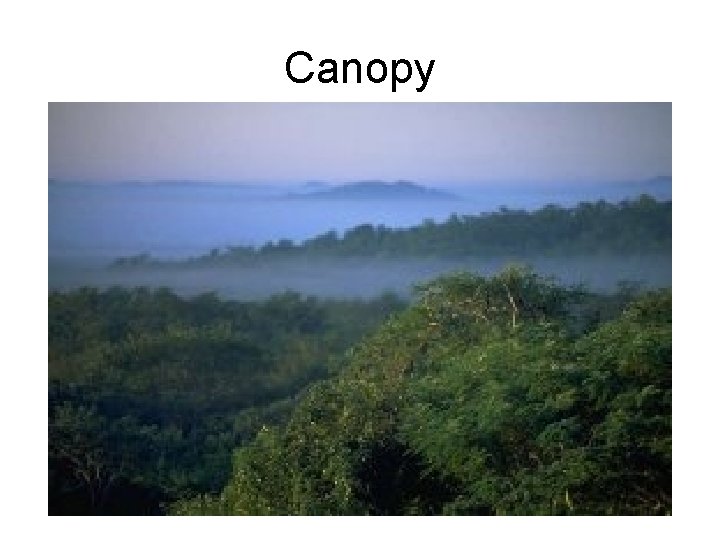 Canopy 