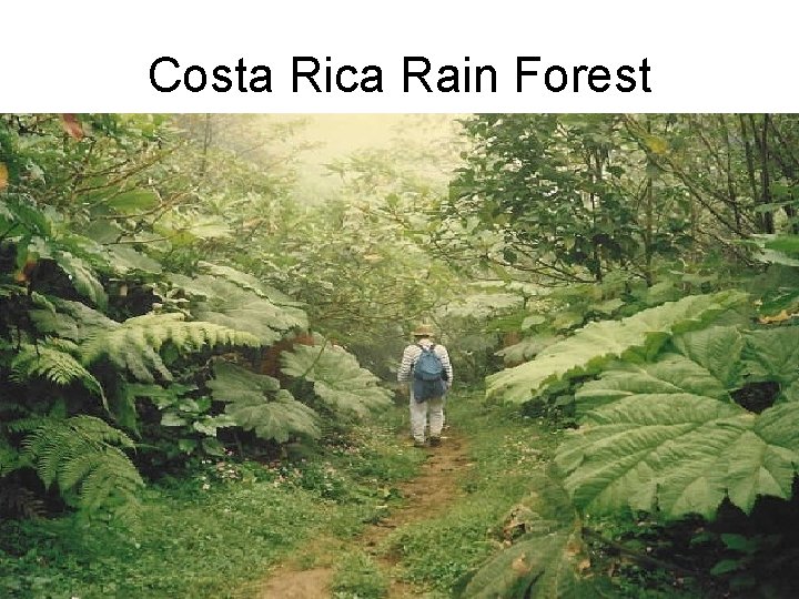 Costa Rica Rain Forest 