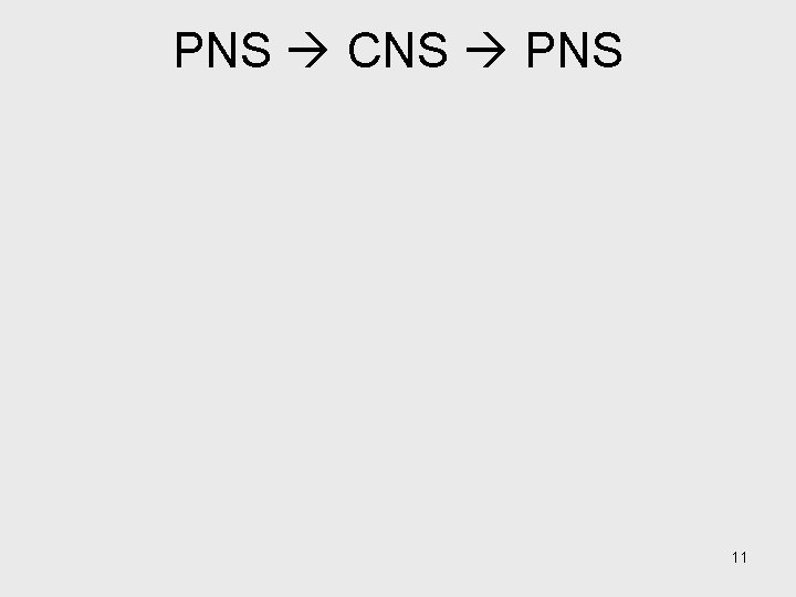 PNS CNS PNS 11 