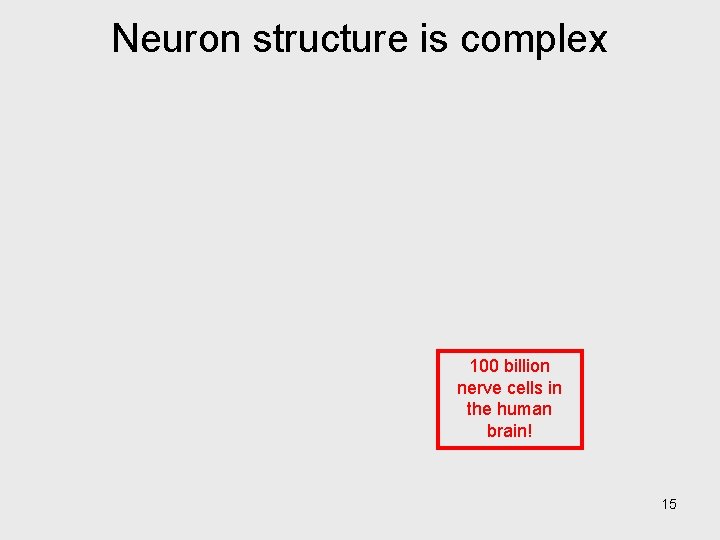 Neuron structure is complex 100 billion nerve cells in the human brain! 15 
