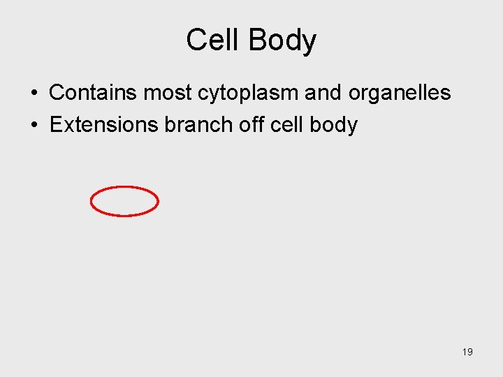 Cell Body • Contains most cytoplasm and organelles • Extensions branch off cell body