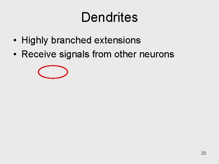 Dendrites • Highly branched extensions • Receive signals from other neurons 20 