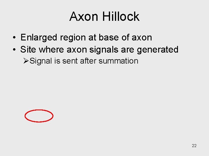 Axon Hillock • Enlarged region at base of axon • Site where axon signals