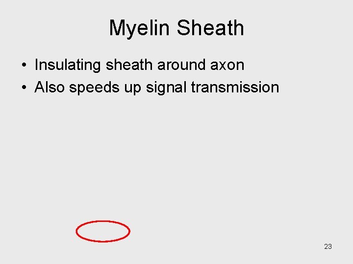 Myelin Sheath • Insulating sheath around axon • Also speeds up signal transmission 23