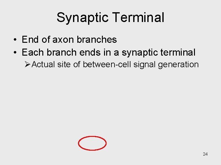 Synaptic Terminal • End of axon branches • Each branch ends in a synaptic