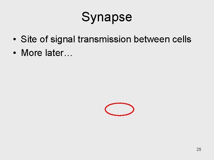 Synapse • Site of signal transmission between cells • More later… 25 