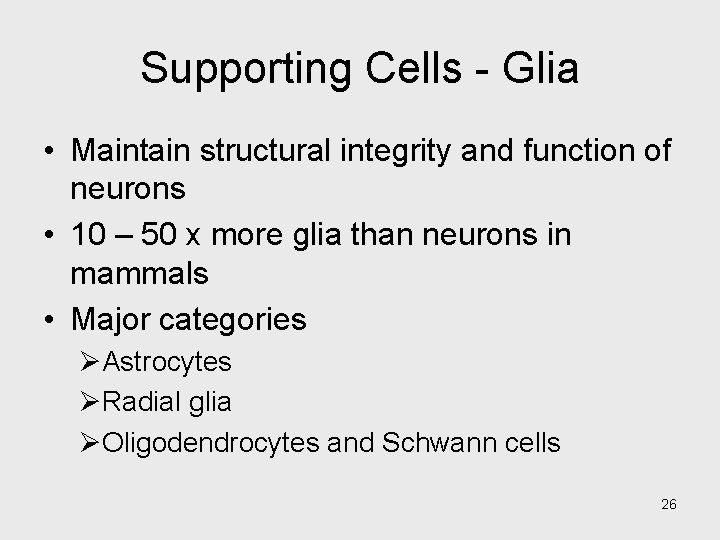 Supporting Cells - Glia • Maintain structural integrity and function of neurons • 10