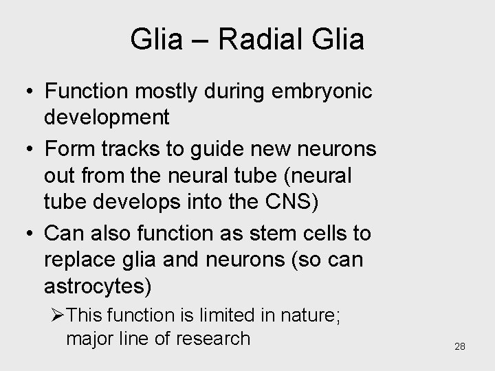 Glia – Radial Glia • Function mostly during embryonic development • Form tracks to
