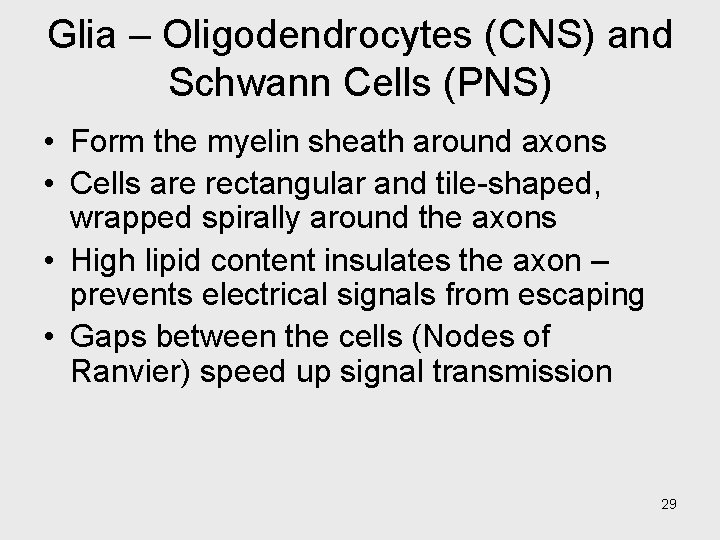 Glia – Oligodendrocytes (CNS) and Schwann Cells (PNS) • Form the myelin sheath around