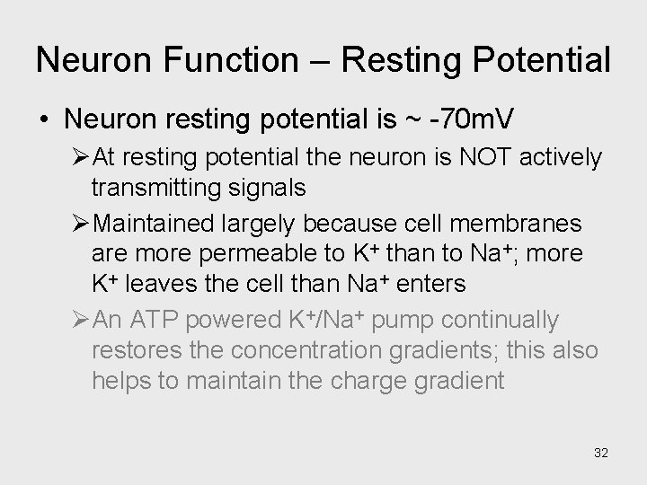 Neuron Function – Resting Potential • Neuron resting potential is ~ -70 m. V