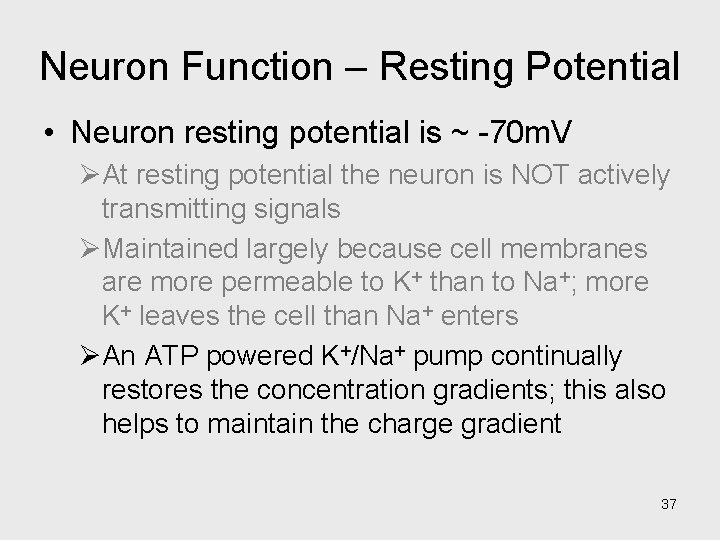 Neuron Function – Resting Potential • Neuron resting potential is ~ -70 m. V