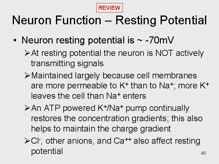 REVIEW Neuron Function – Resting Potential • Neuron resting potential is ~ -70 m.