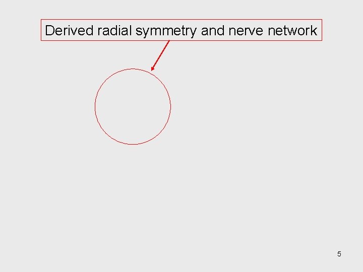 Derived radial symmetry and nerve network 5 
