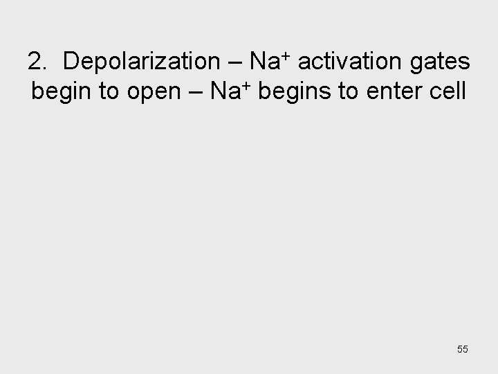 2. Depolarization – Na+ activation gates begin to open – Na+ begins to enter