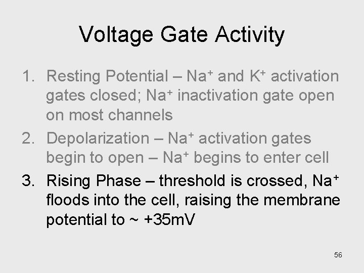 Voltage Gate Activity 1. Resting Potential – Na+ and K+ activation gates closed; Na+