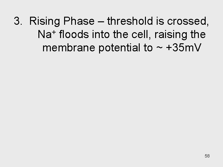 3. Rising Phase – threshold is crossed, Na+ floods into the cell, raising the