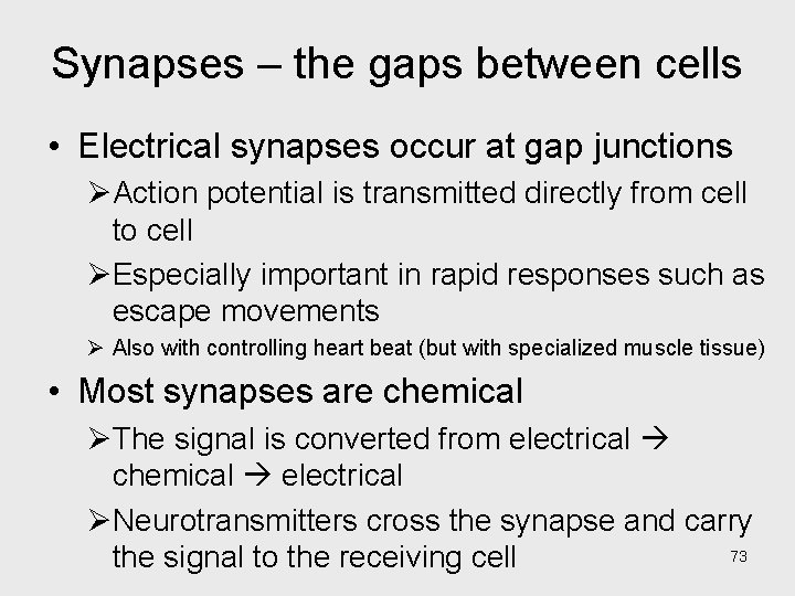 Synapses – the gaps between cells • Electrical synapses occur at gap junctions ØAction