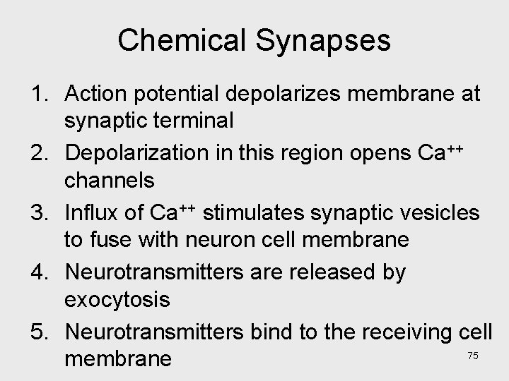 Chemical Synapses 1. Action potential depolarizes membrane at synaptic terminal 2. Depolarization in this