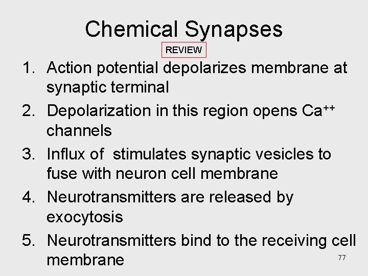 Chemical Synapses REVIEW 1. Action potential depolarizes membrane at synaptic terminal 2. Depolarization in