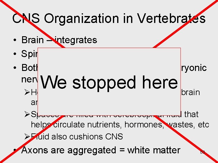 CNS Organization in Vertebrates • Brain – integrates • Spinal cord – 1 o