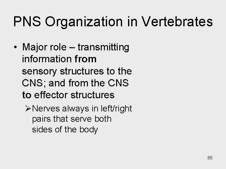 PNS Organization in Vertebrates • Major role – transmitting information from sensory structures to