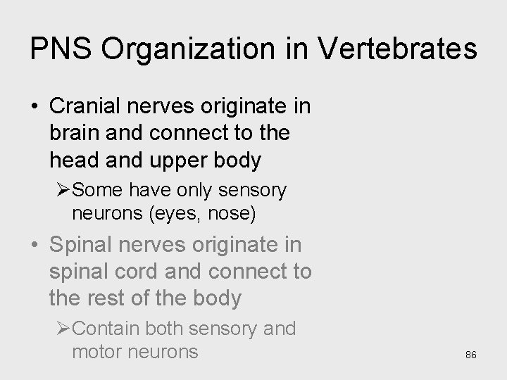 PNS Organization in Vertebrates • Cranial nerves originate in brain and connect to the