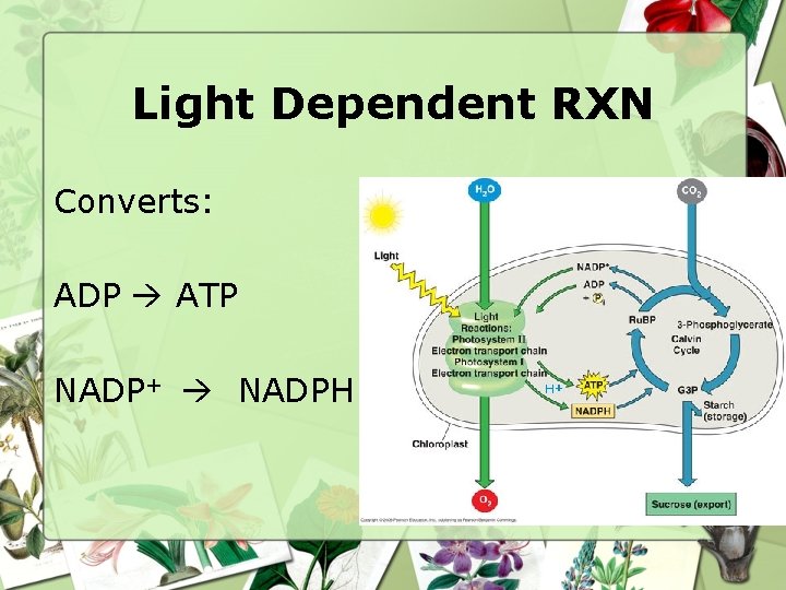 Cell Energy Photosynthesis What is the chemical form