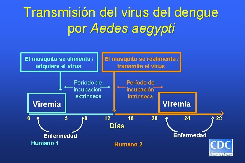 Transmisión del virus del dengue por Aedes aegypti El mosquito se alimenta / adquiere