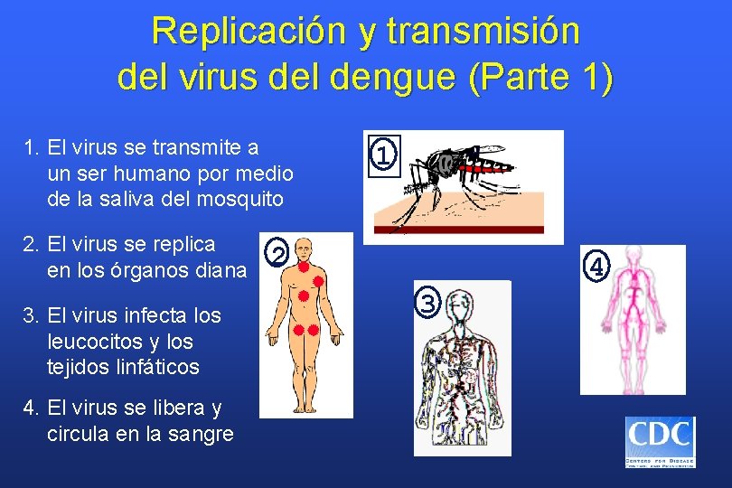 Replicación y transmisión del virus del dengue (Parte 1) 1. El virus se transmite