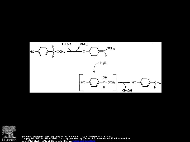 Journal of Biological Chemistry 1997 27218111 -18116 DOI: (10. 1074/jbc. 272. 29. 18111) Copyright