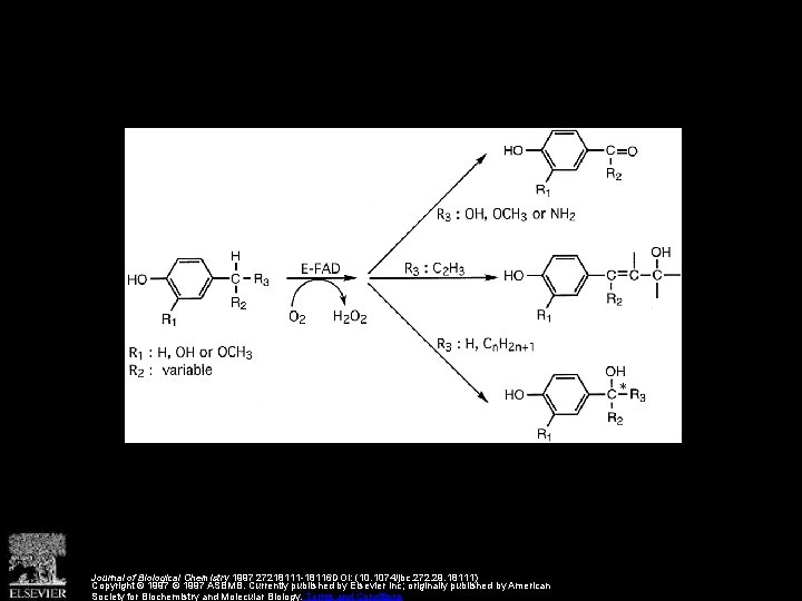 Journal of Biological Chemistry 1997 27218111 -18116 DOI: (10. 1074/jbc. 272. 29. 18111) Copyright