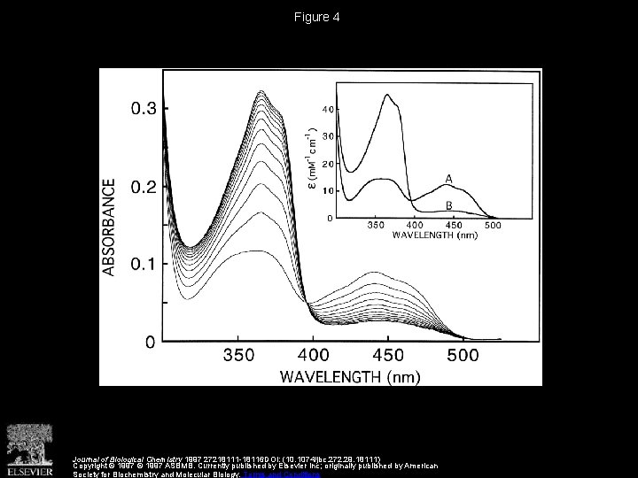 Figure 4 Journal of Biological Chemistry 1997 27218111 -18116 DOI: (10. 1074/jbc. 272. 29.