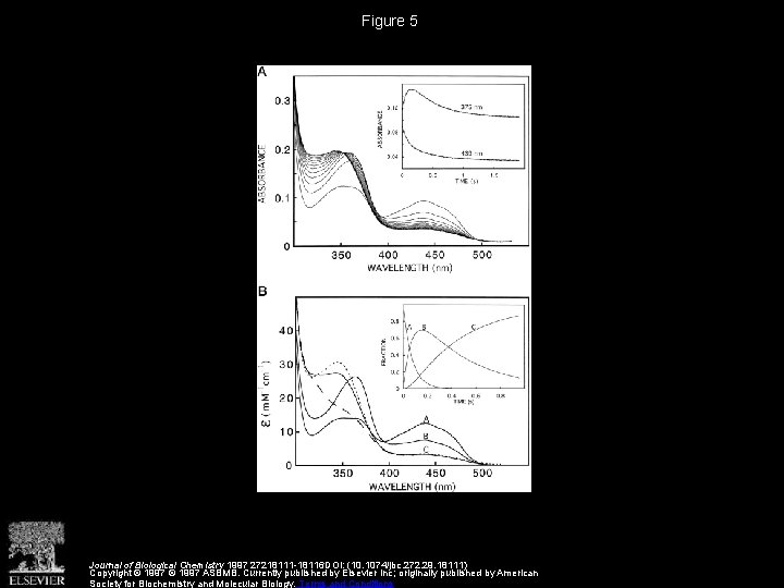Figure 5 Journal of Biological Chemistry 1997 27218111 -18116 DOI: (10. 1074/jbc. 272. 29.