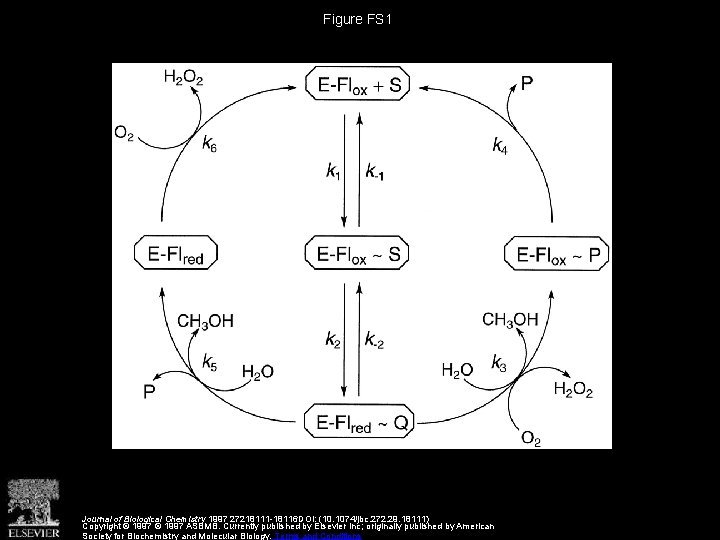Figure FS 1 Journal of Biological Chemistry 1997 27218111 -18116 DOI: (10. 1074/jbc. 272.