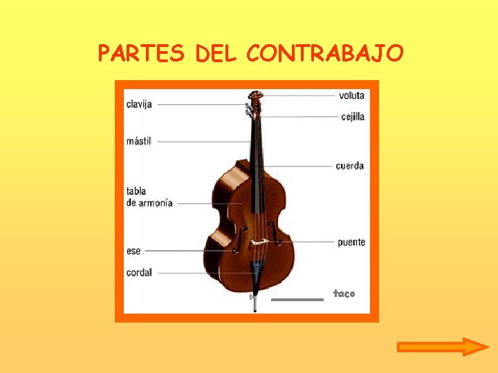 PARTES DEL CONTRABAJO taco 