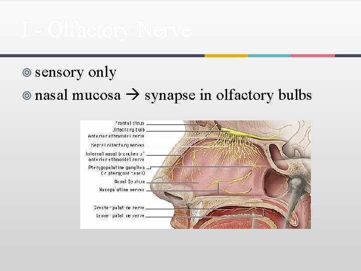 I - Olfactory Nerve ¥ sensory only ¥ nasal mucosa synapse in olfactory bulbs