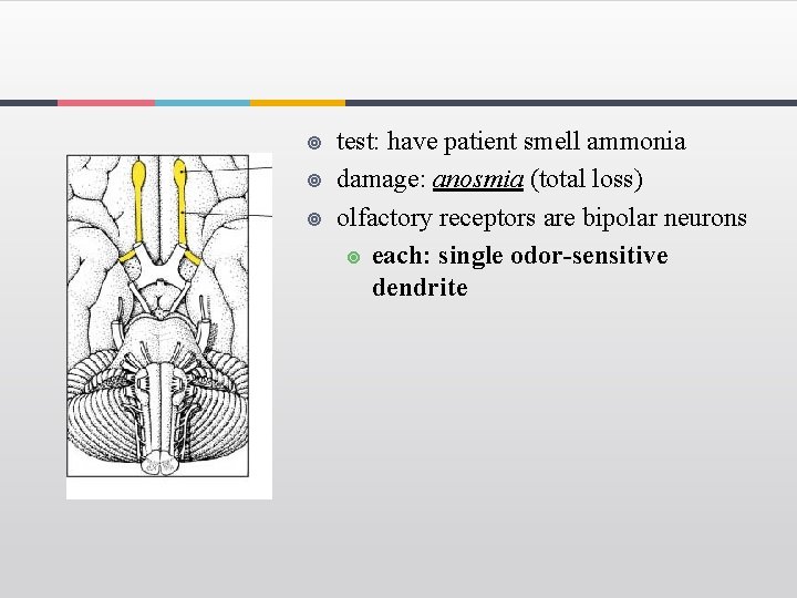 ¥ ¥ ¥ test: have patient smell ammonia damage: anosmia (total loss) olfactory receptors