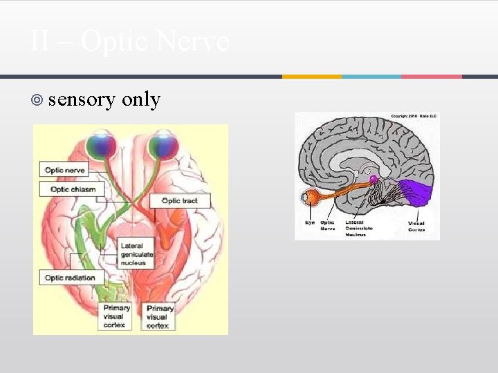 II – Optic Nerve ¥ sensory only 