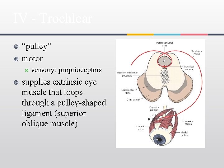 IV - Trochlear ¥ ¥ “pulley” motor ¥ ¥ sensory: proprioceptors supplies extrinsic eye