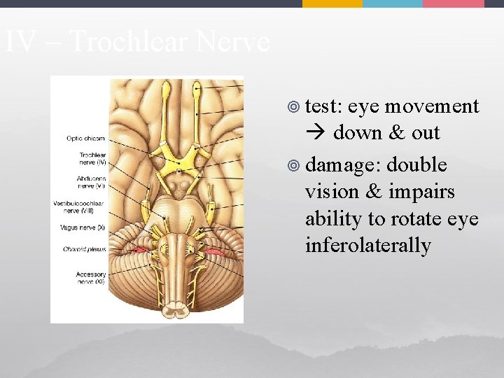 IV – Trochlear Nerve ¥ test: eye movement down & out ¥ damage: double