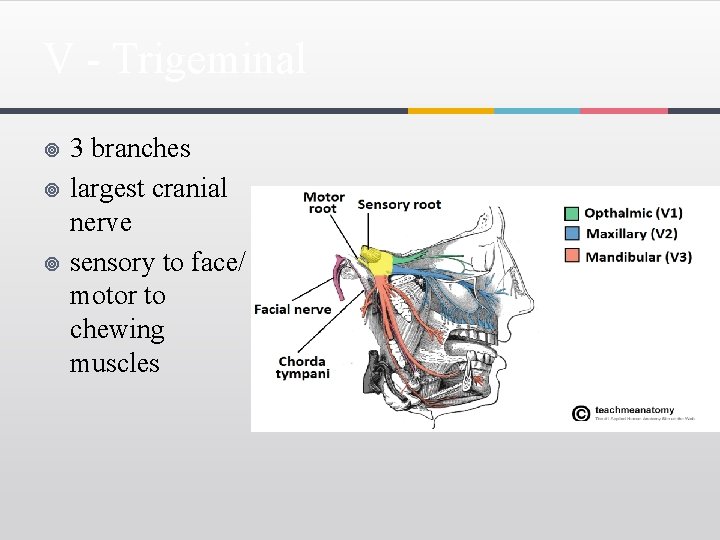 V - Trigeminal ¥ ¥ ¥ 3 branches largest cranial nerve sensory to face/