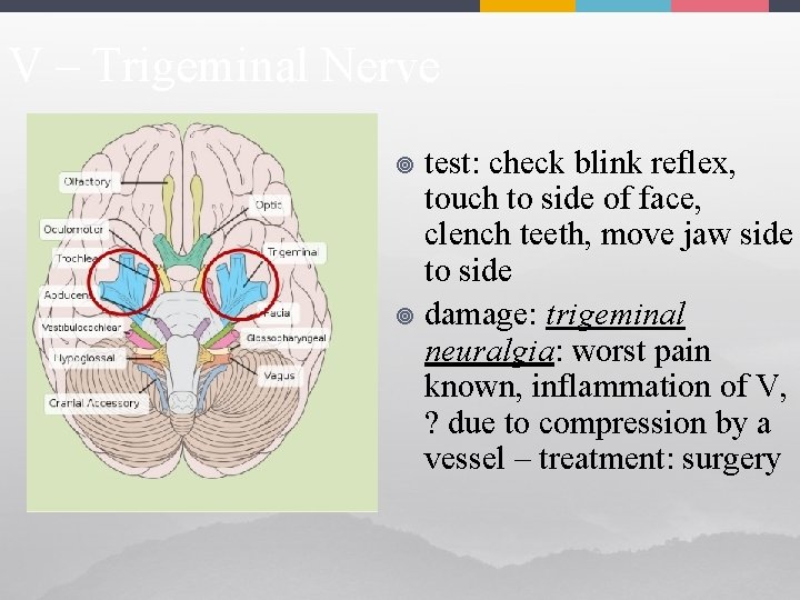 V – Trigeminal Nerve test: check blink reflex, touch to side of face, clench