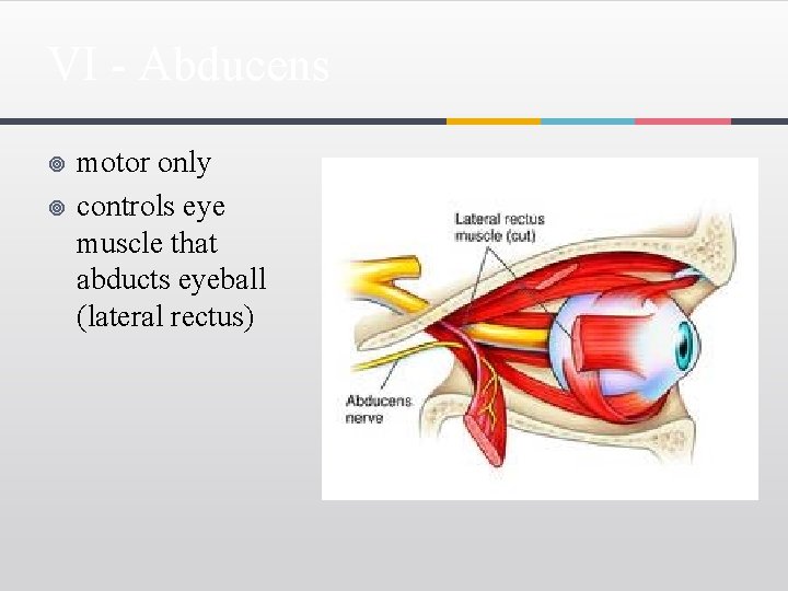 VI - Abducens ¥ ¥ motor only controls eye muscle that abducts eyeball (lateral